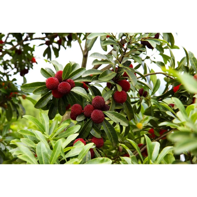 正宗韶关始兴杨梅5斤新鲜现摘顺丰发货本地野生杨梅东魁土杨梅