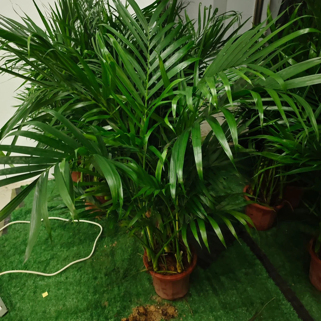 富贵椰子1.8-2米绿植盆栽客厅卧室摆放净化空气大型绿植