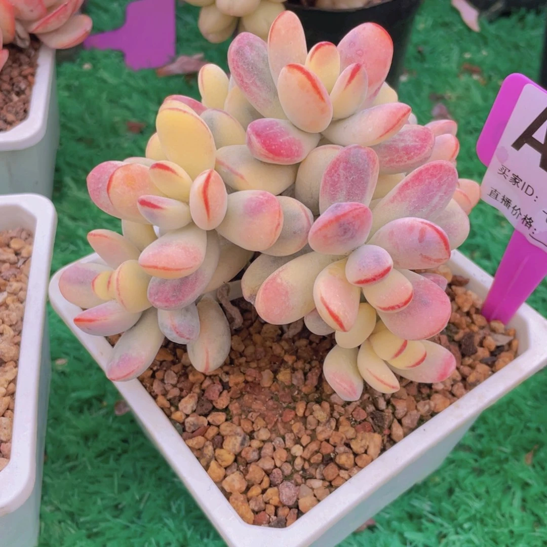 乒乓福娘锦无砍自然群