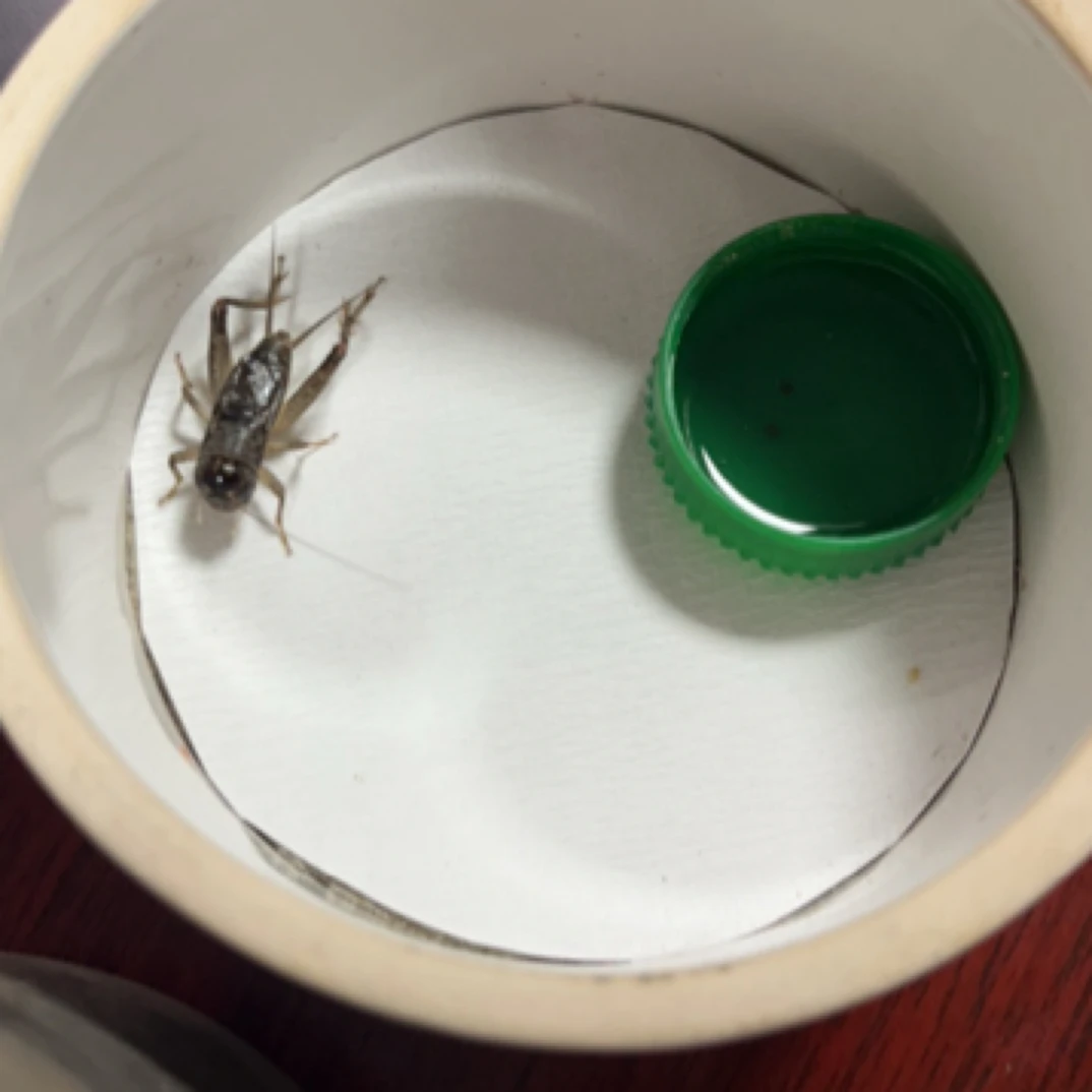 高级仿秋 精品斗蟋