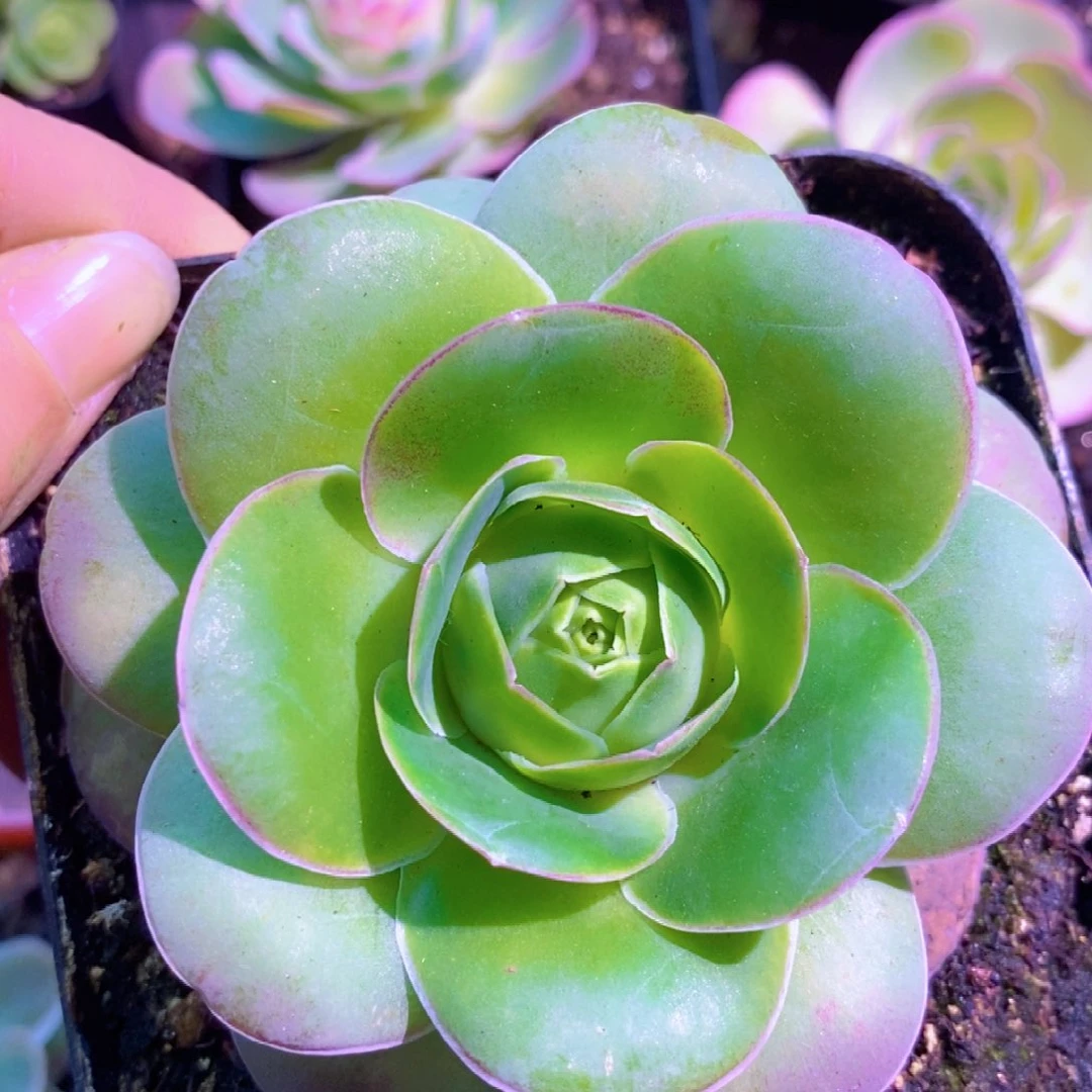 山地玫瑰福利一物一拍660帕美