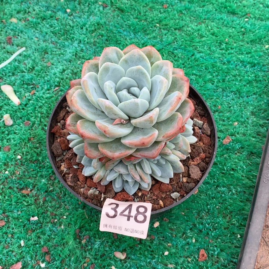 348冰玉手捧多肉植物