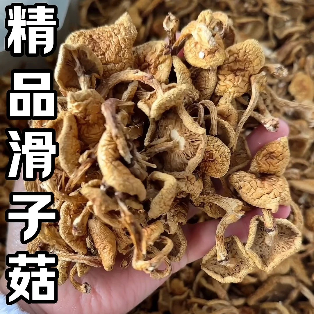 东北特产滑子菇250克起包邮