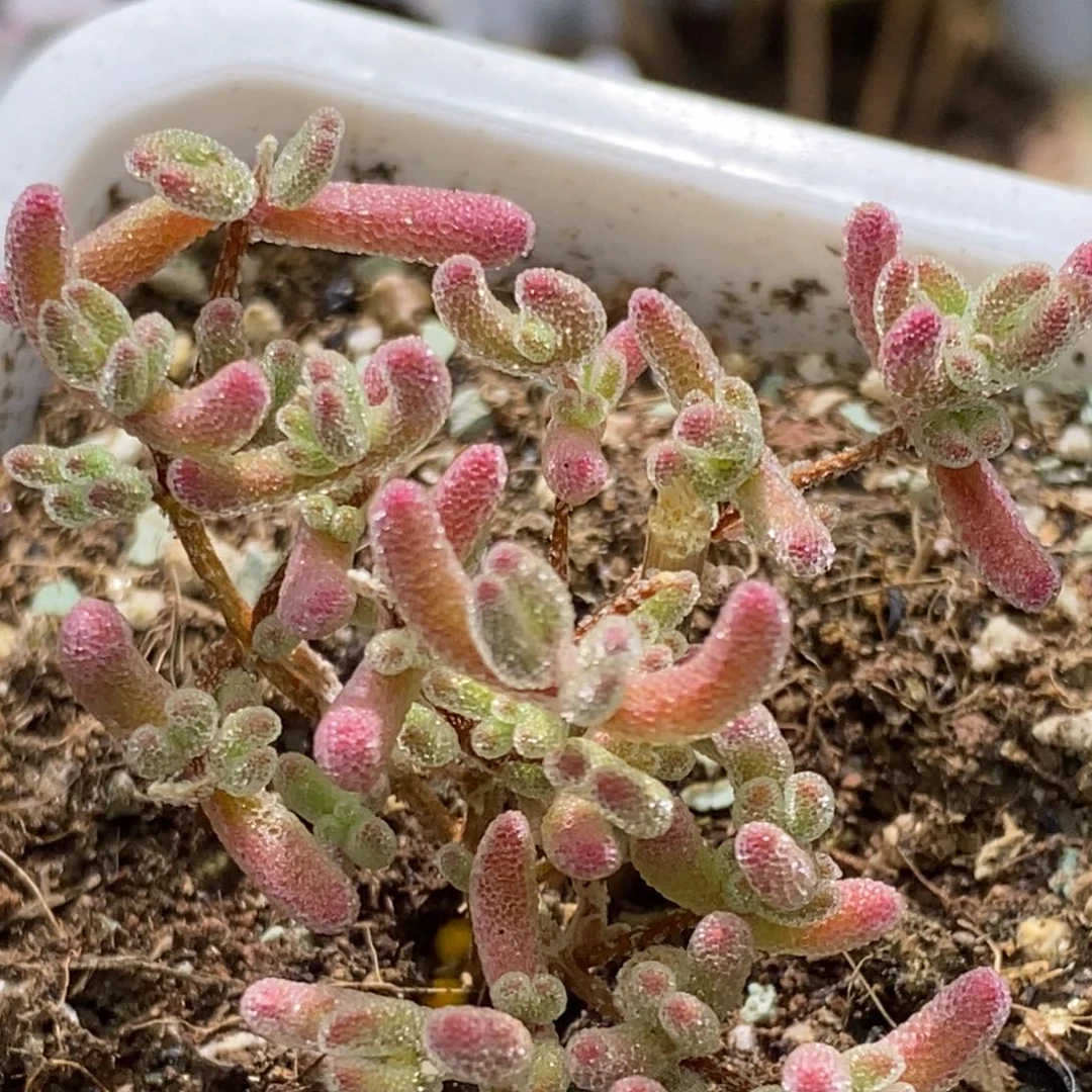 冰晶杂枝干番杏A399