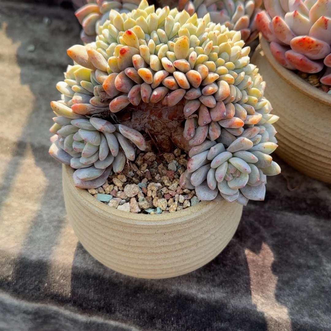 清**露带盆发货，专拍链接