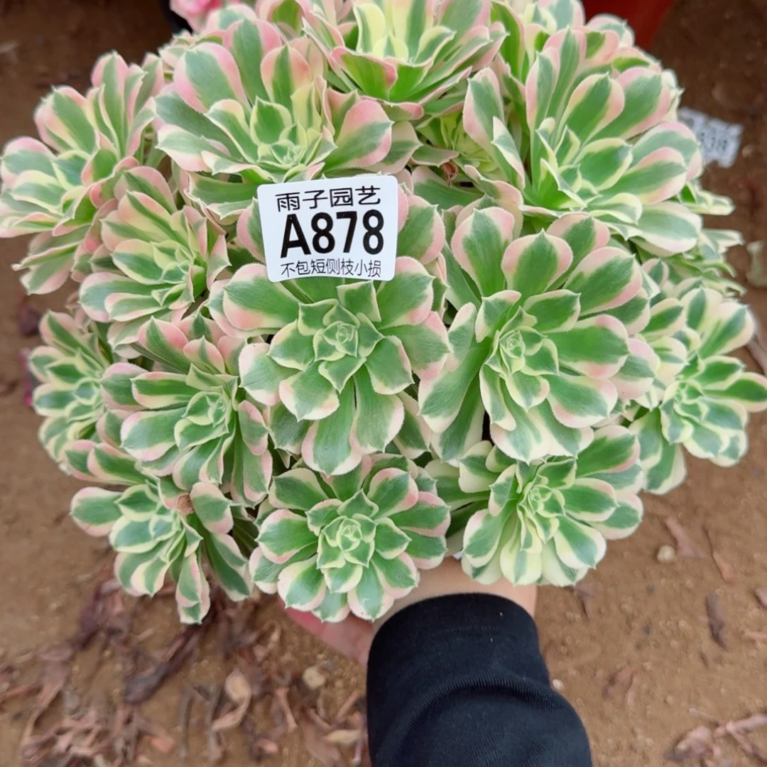 白凤多肉植物878号