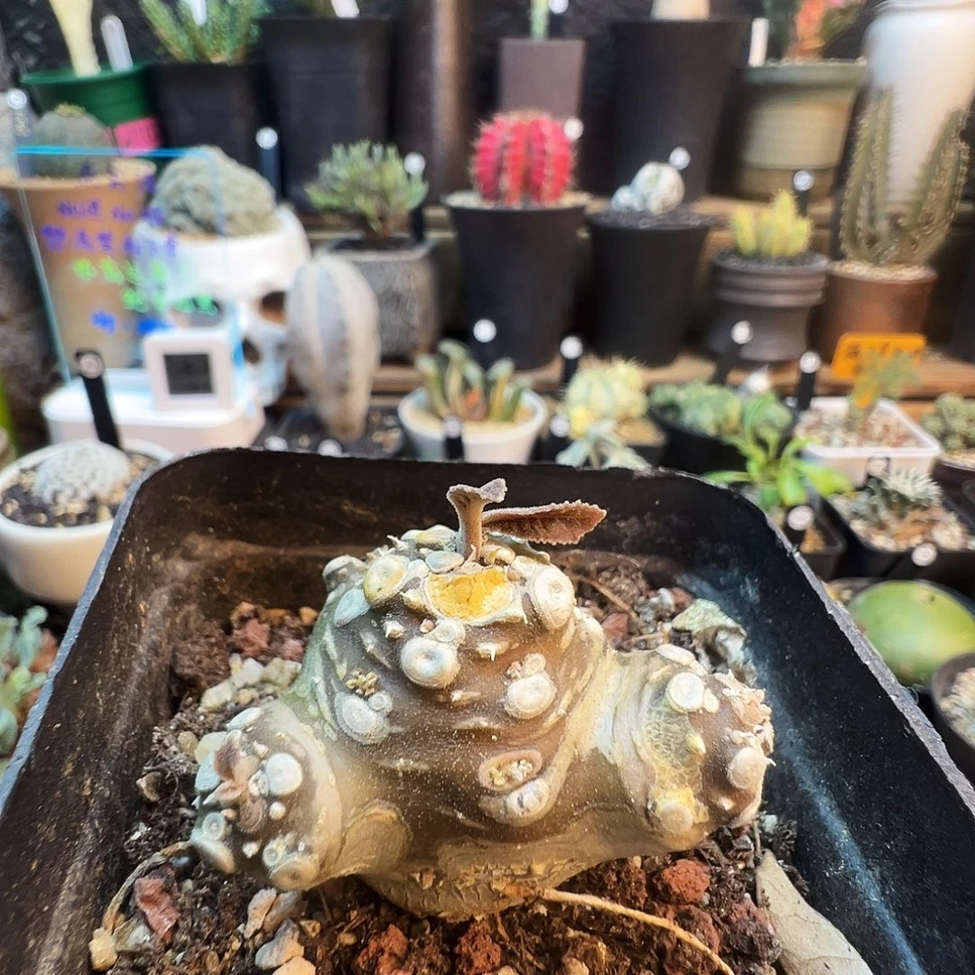 白皮流桑带盆发货不脱土
