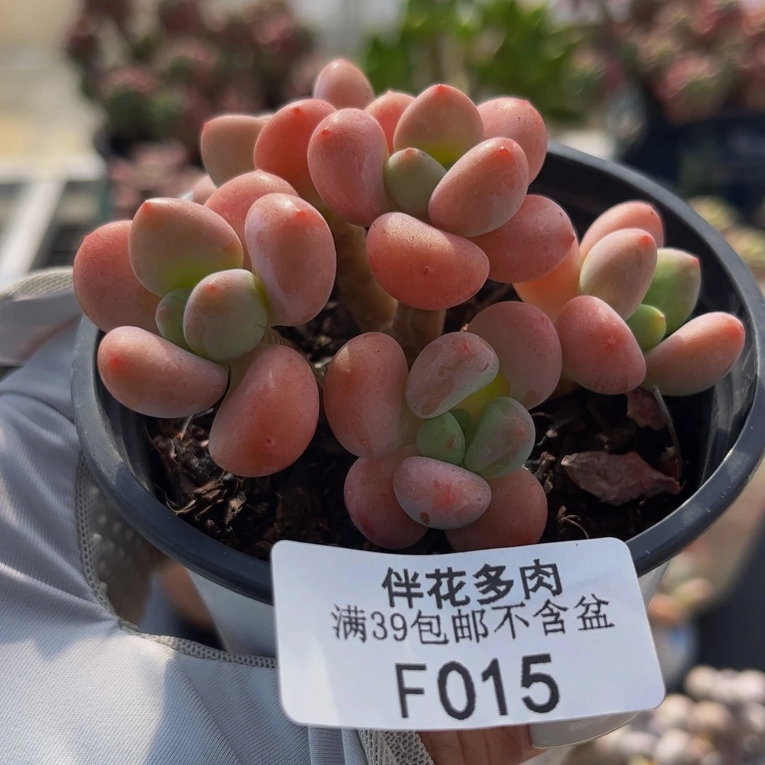 橘子香水洛神多肉6cm