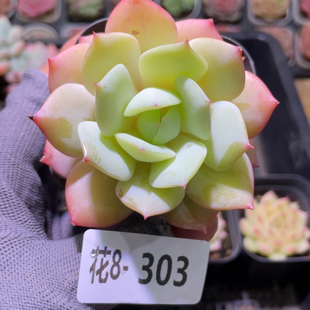 花利美8-303恋曲