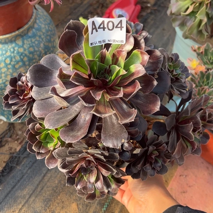 欧若拉多肉植物404.