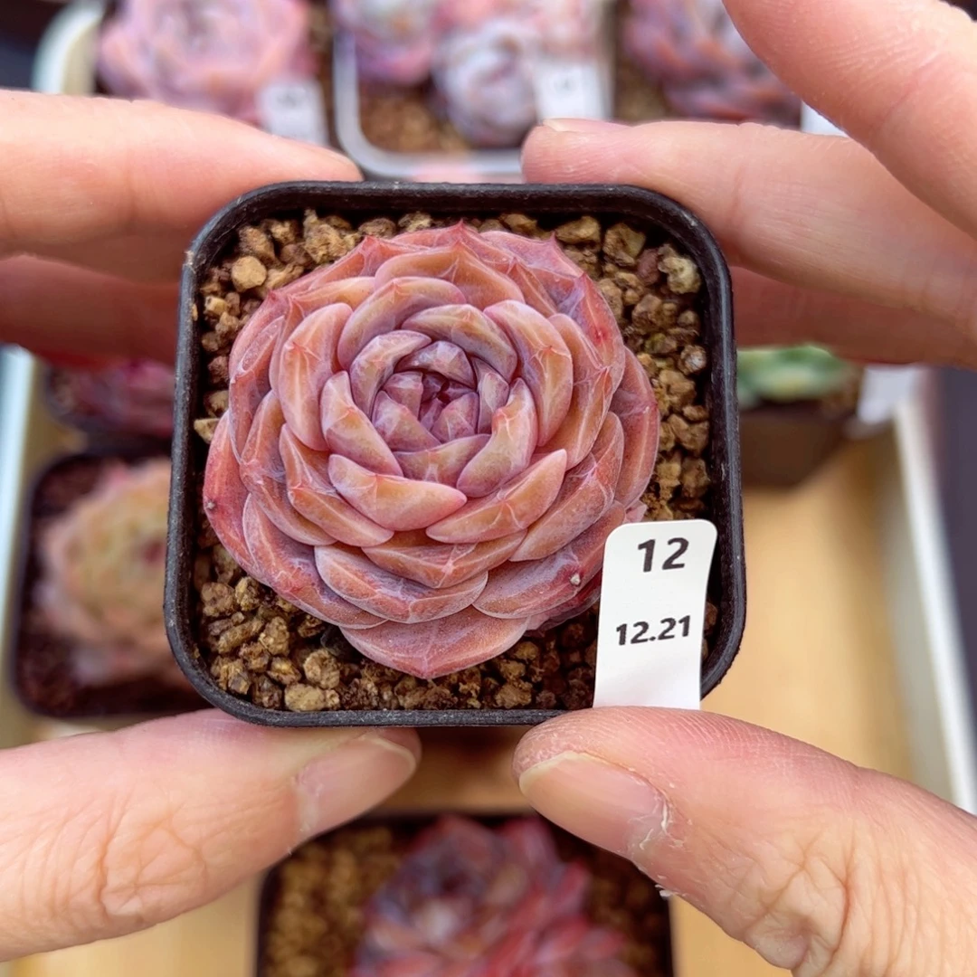 好好看12、哈哈哈哈