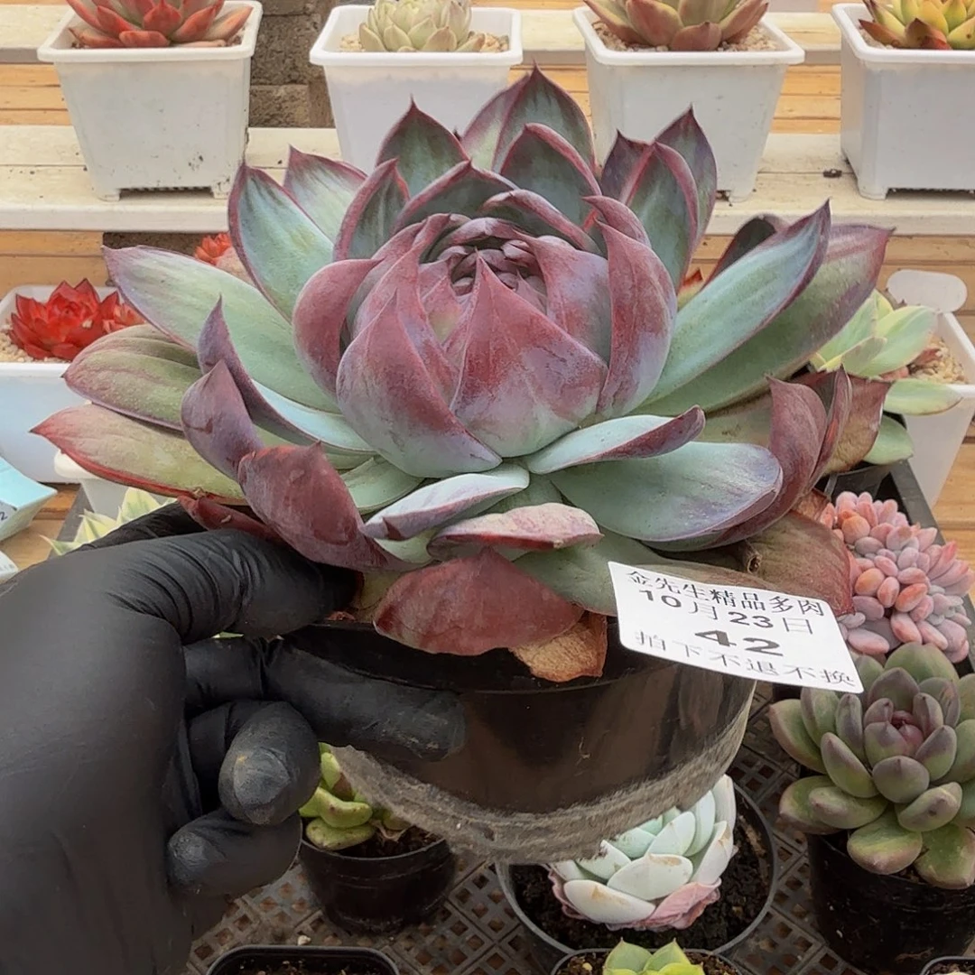 1023-42惊鸿仙子单头