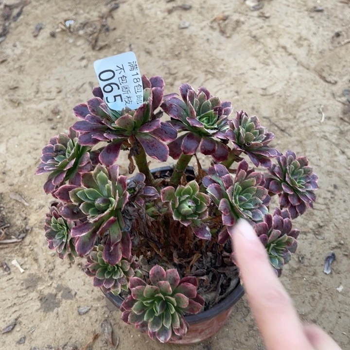 065朝霞绣球1号棚