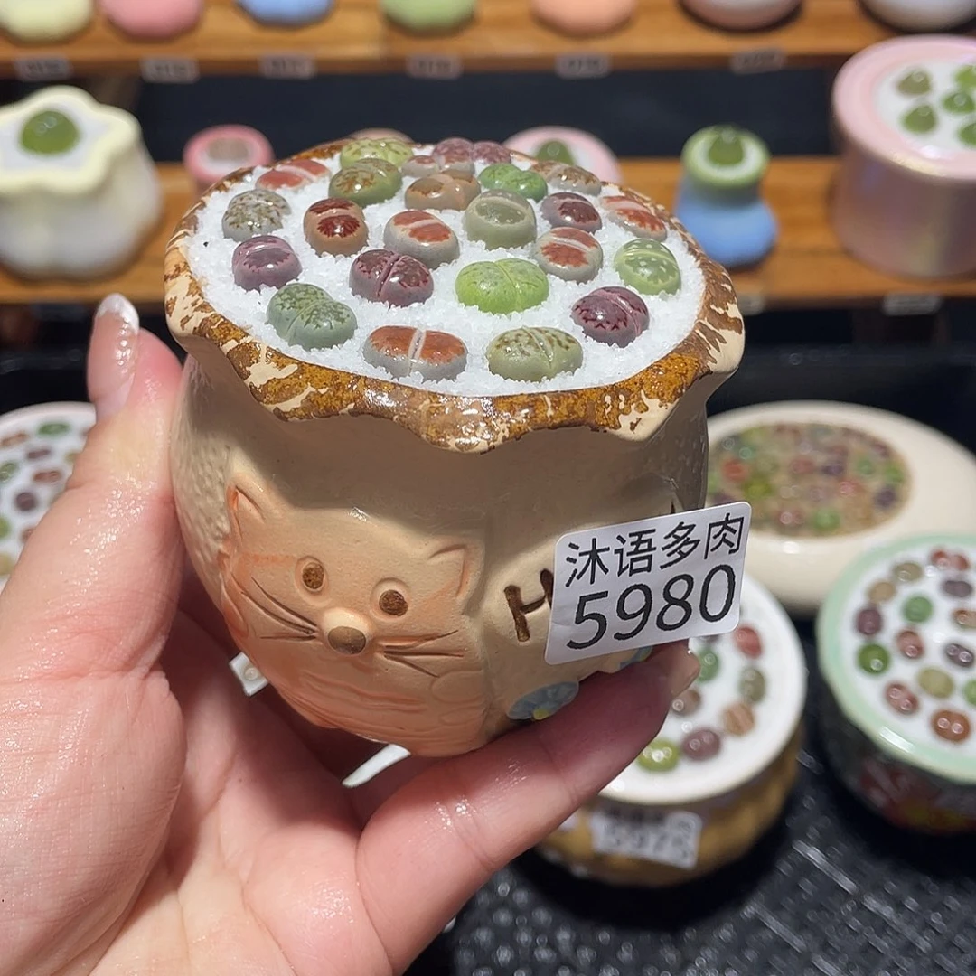 带盆土植物 一物一拍5980