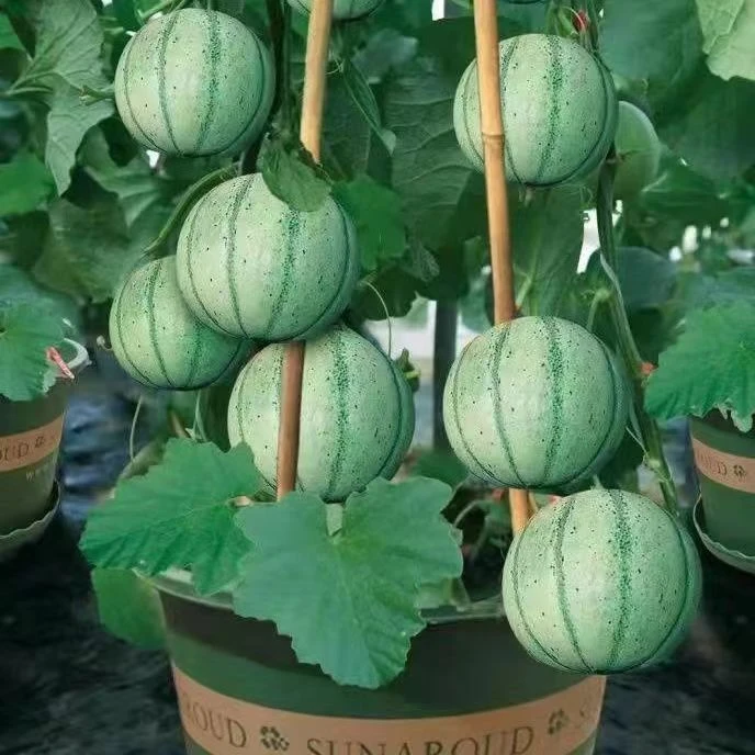 新品甜瓜种子法国夏朗德甜瓜种子水果种子阳易种春季叶子春季爆品