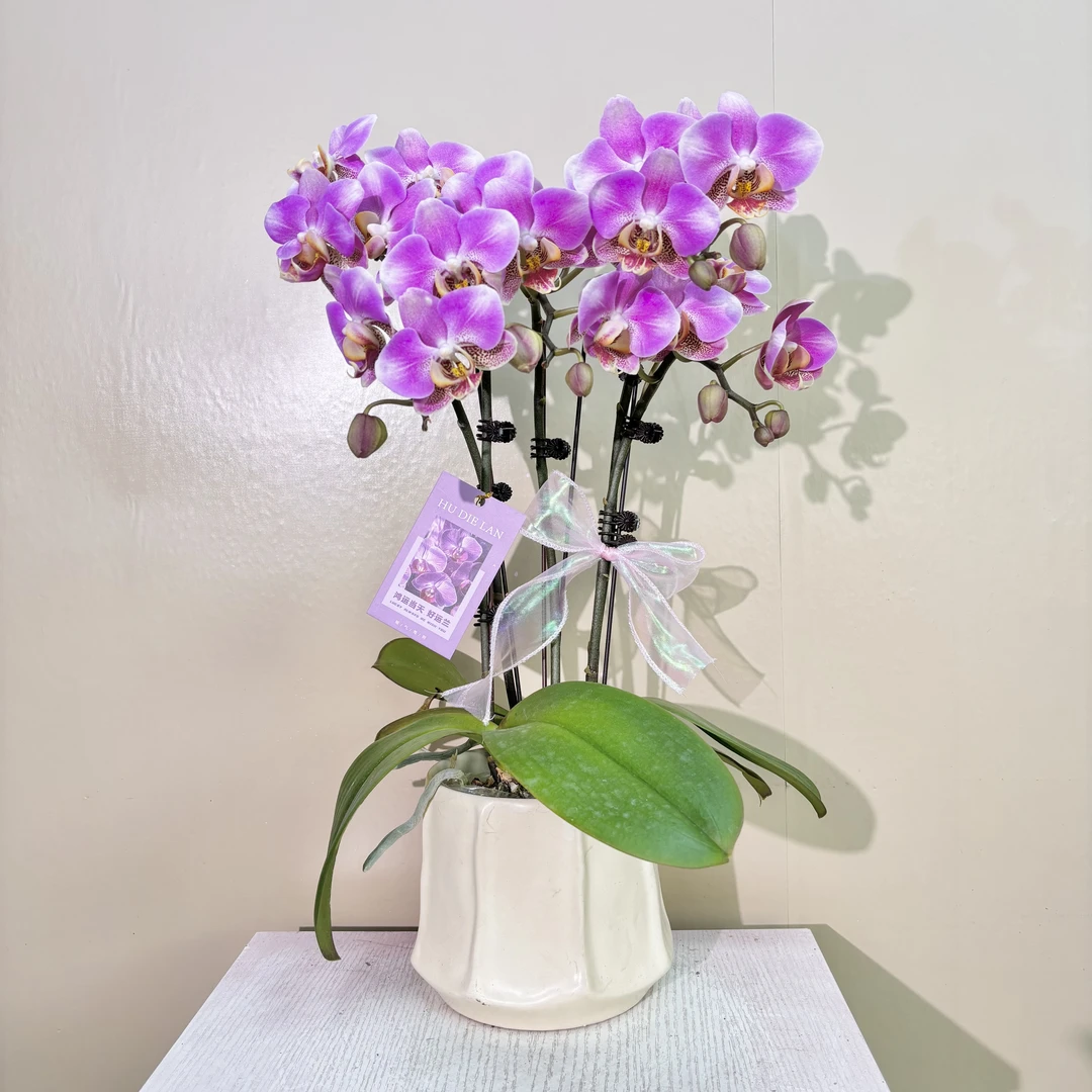花掌柜  鸿运 粉紫色蝴蝶兰 中花型     室内真花