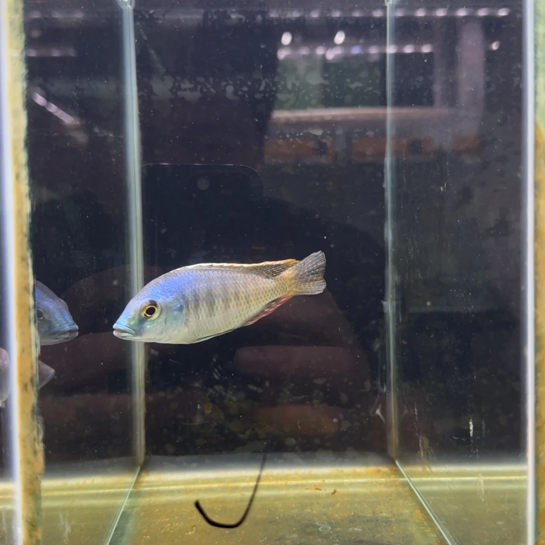 慈鲷叨**?891号红赤绿珍珠