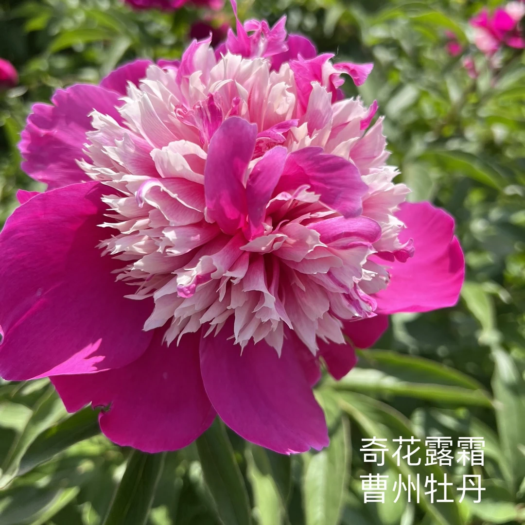 芍药奇花露霜，先发肥料秋季发苗