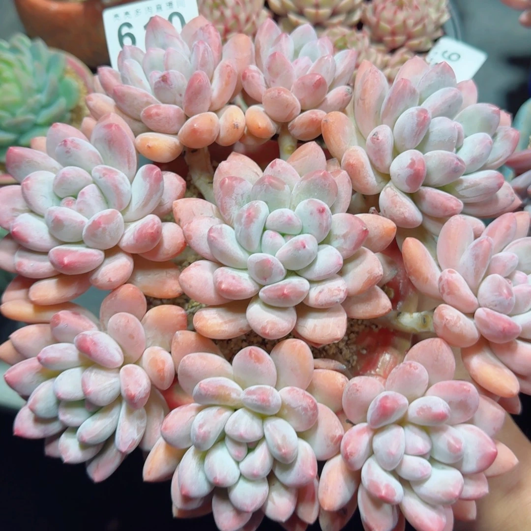 五年桩韩货香水      愿你一路坦途，乘风破浪展宏图