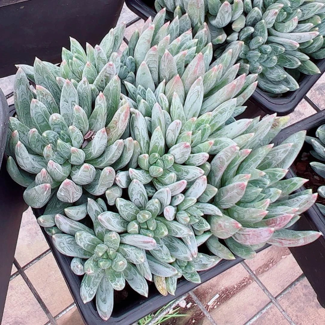 炫彩心多头造型精品特价