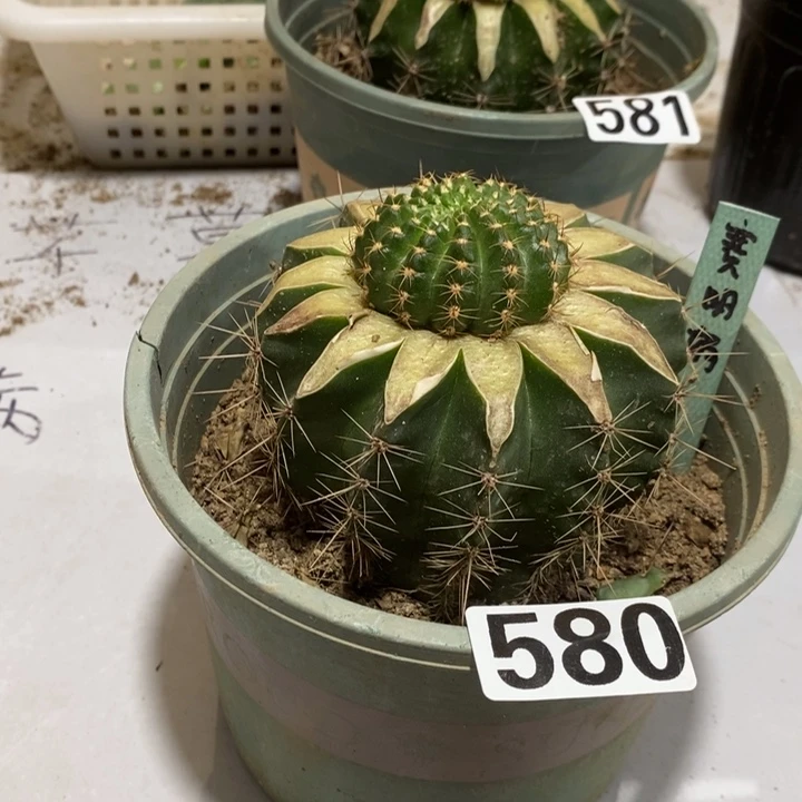 大***盟580草球嫁接赛明媚