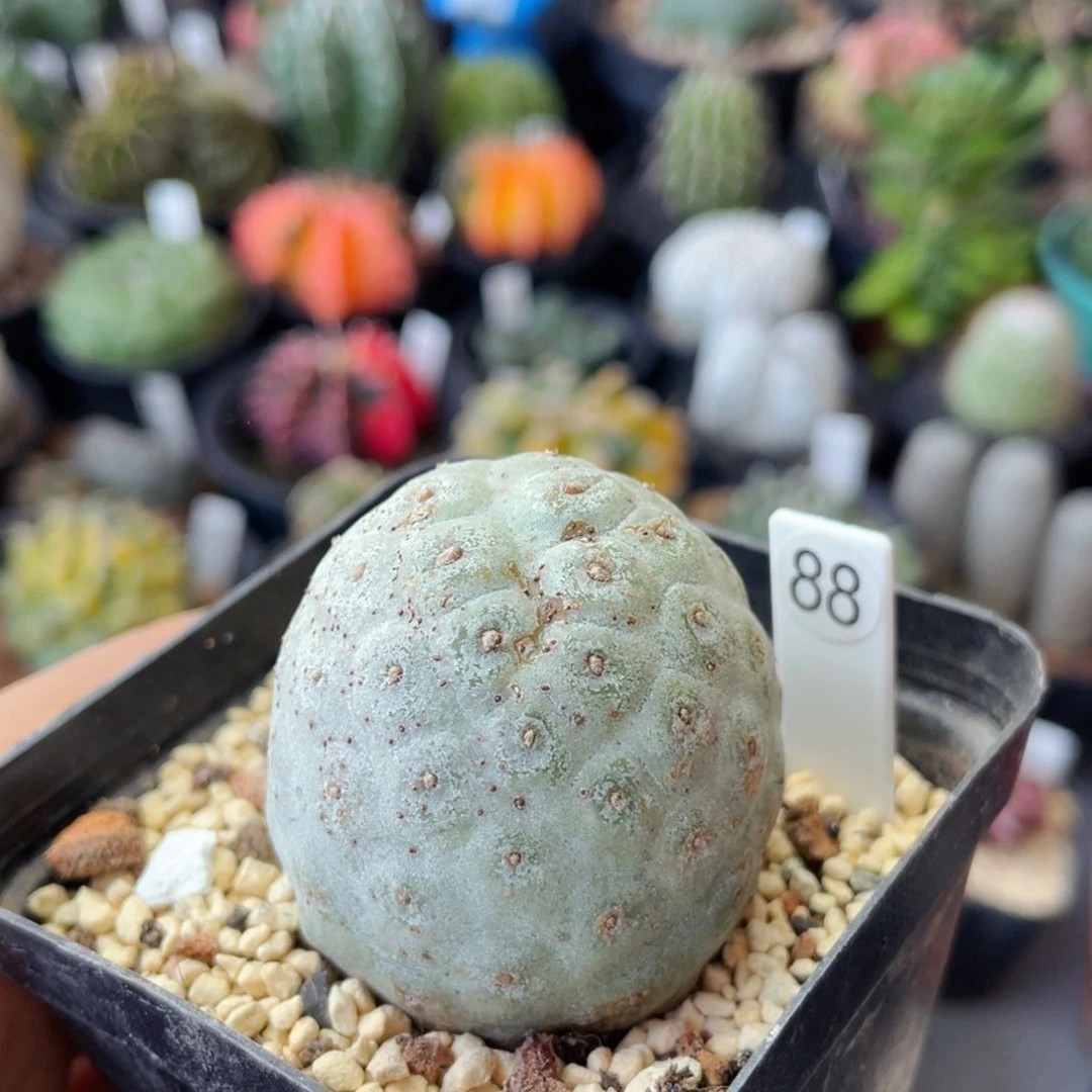 仙人球满28包邮盆口径5公分习志野