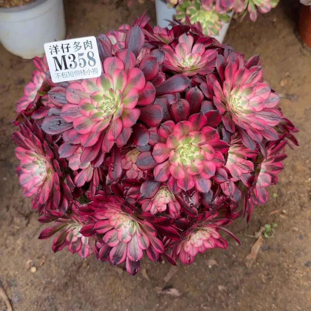 358红铜白 冠幅25左右