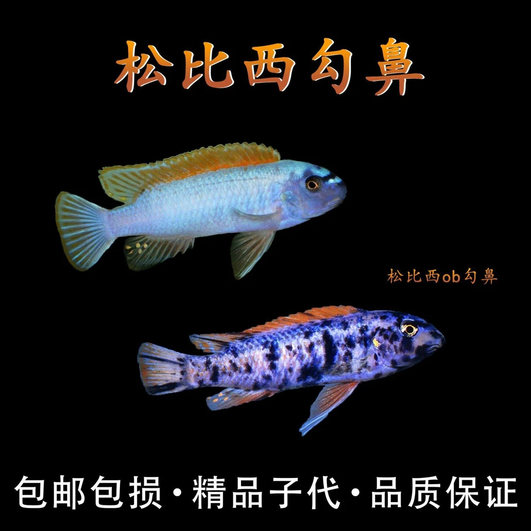 新手松比西勾鼻观赏鱼三湖慈鲷岩栖松比西ob耐活好养热带淡水鱼鱼
