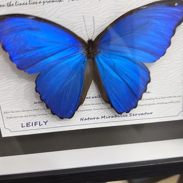 猫***王蝴蝶标本定制543@