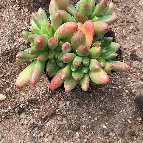 夜**兰191多肉植物老桩