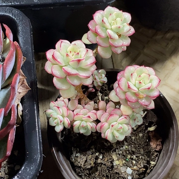 小七夕多肉探戈锦63