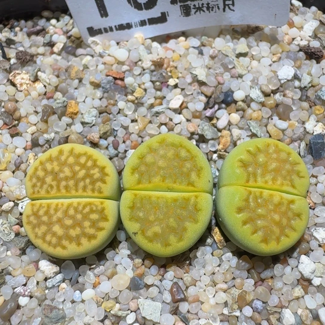 zzzzz精品生石花1027