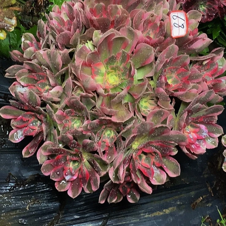 男神老桩捧花68号