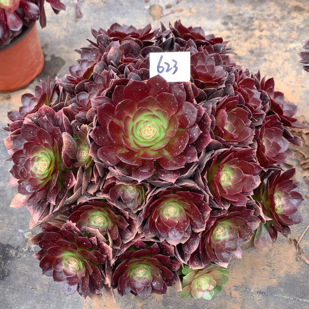 天**心623赤艳莲精品控朵朵