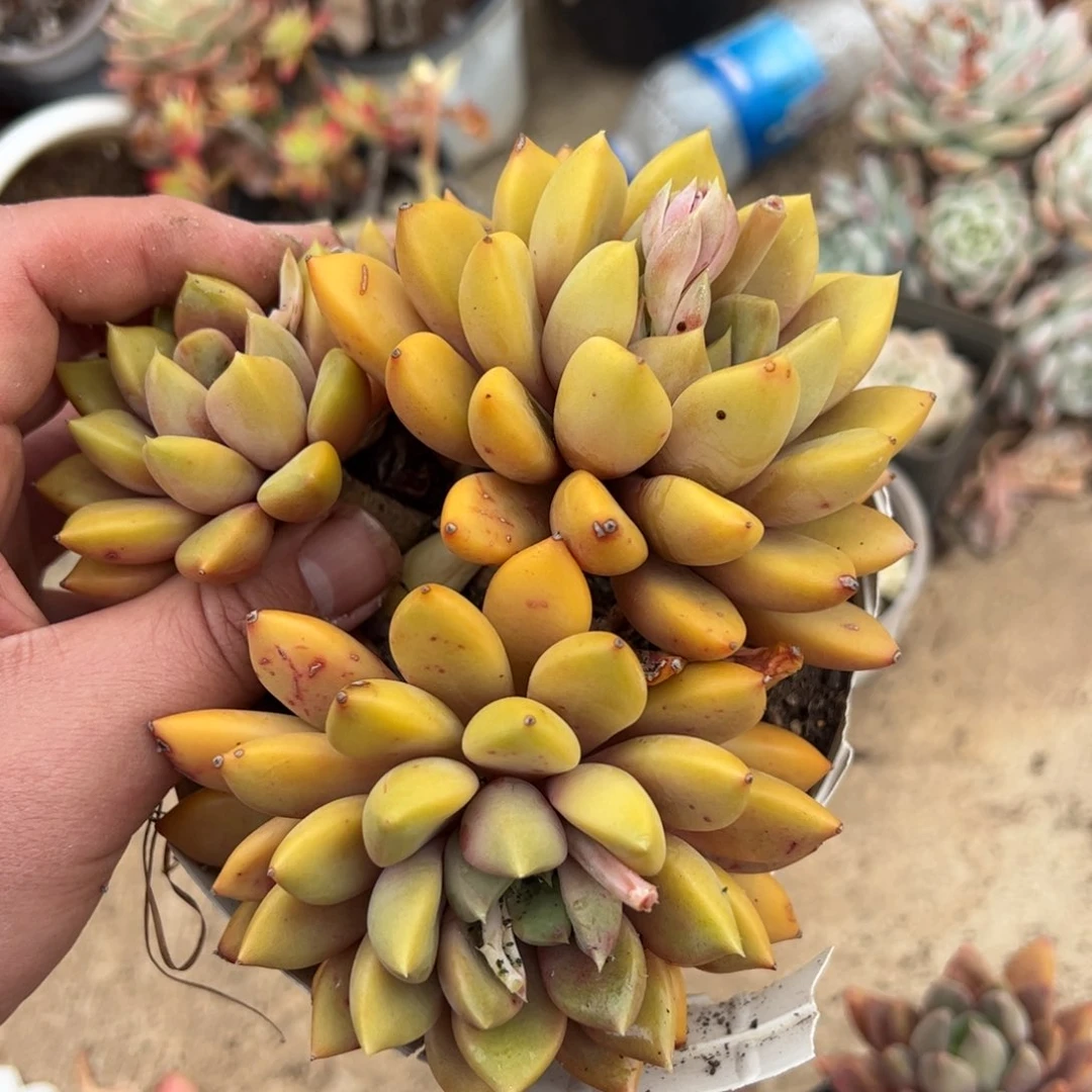 黄金象牙三头老桩