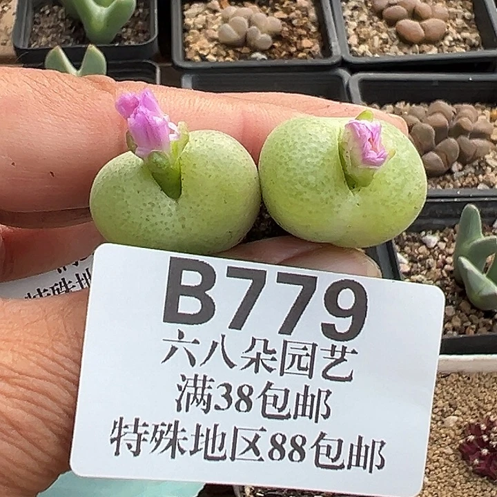 无花朵779号翠光玉2个