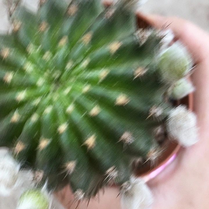 妖碟丽花，5-8公分左右