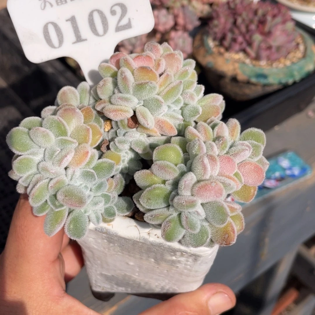 0102雪晃星不带盆10厘米