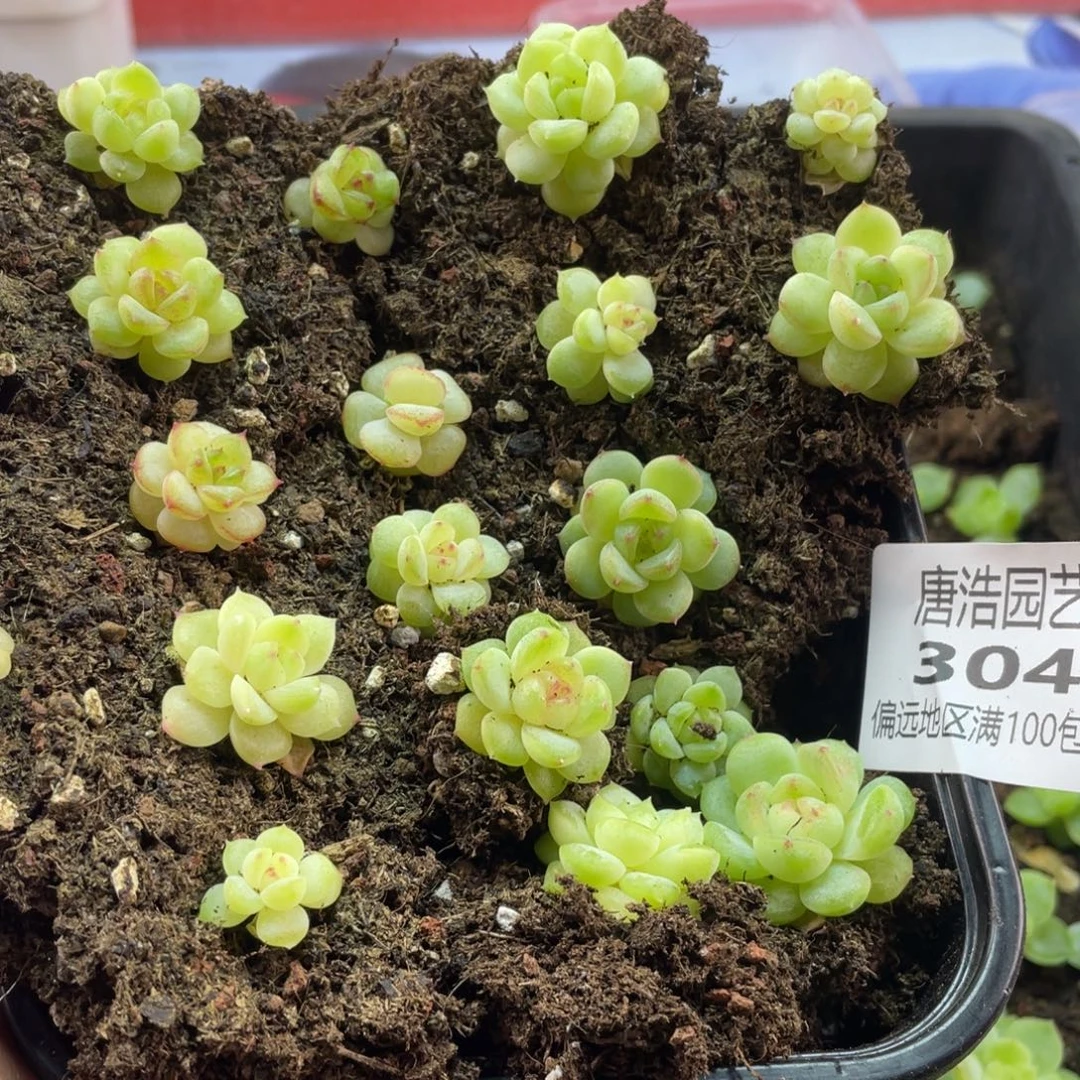 子播苗一物一拍304..