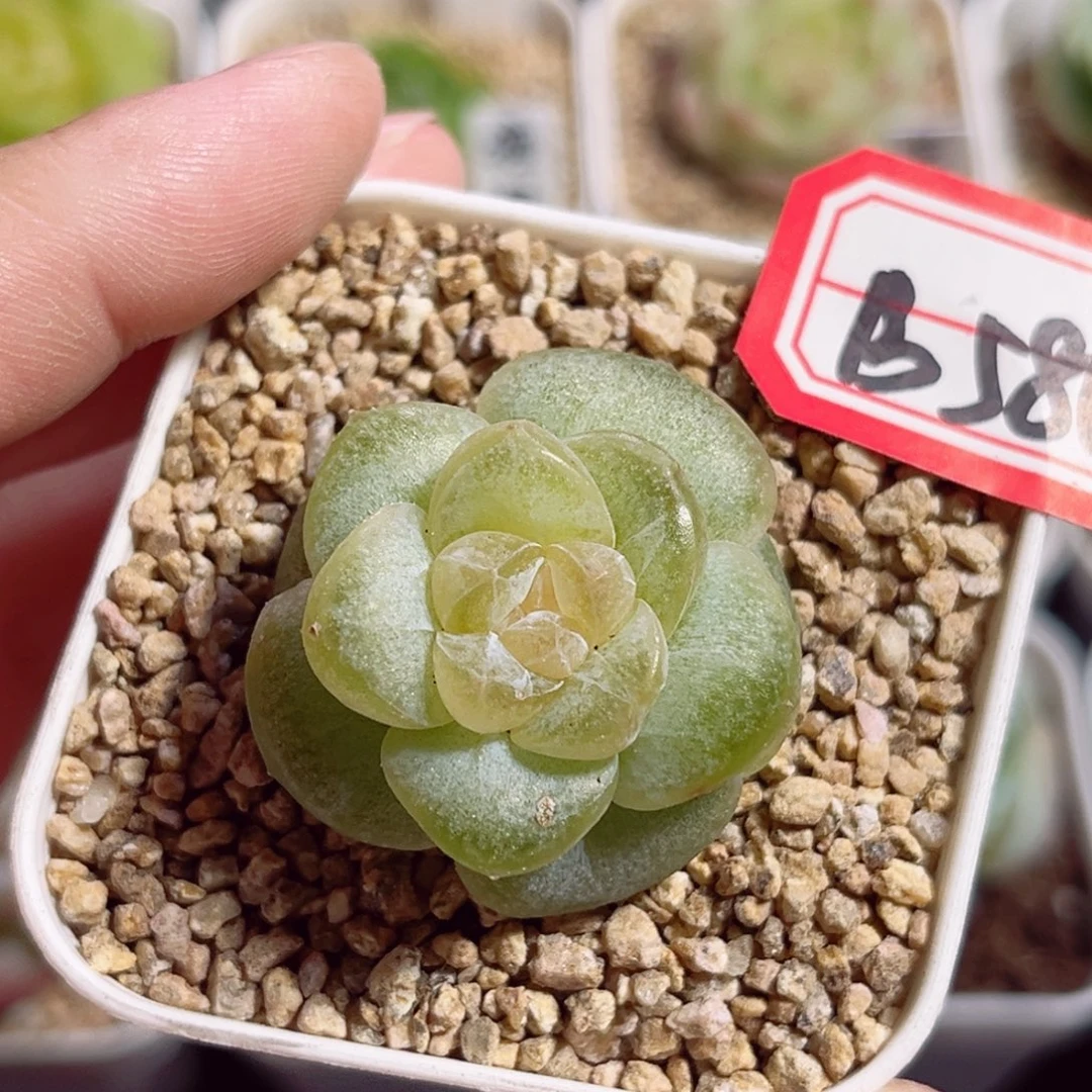 B586 一物一拍 无名珍妮