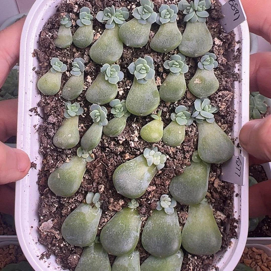 18颗6891甜心和9颗白77