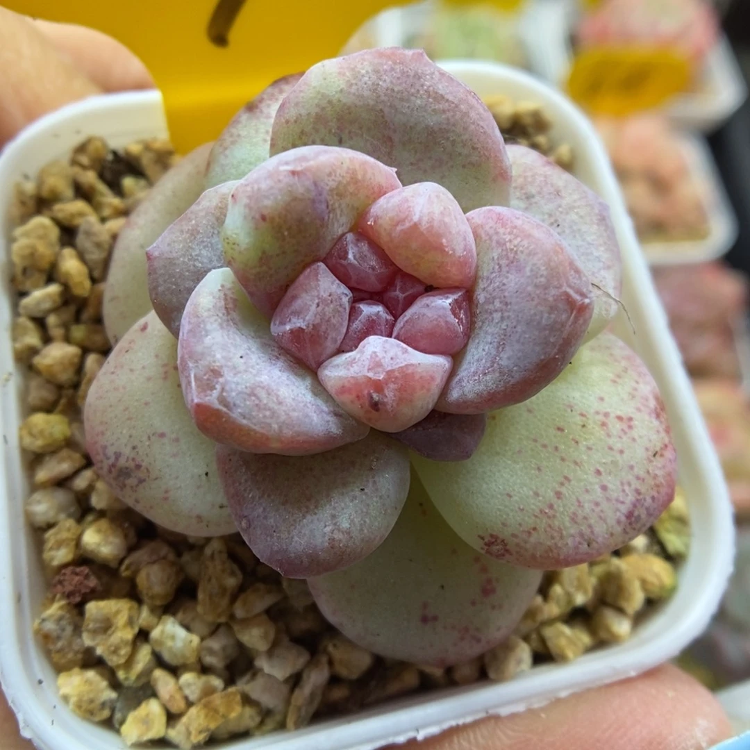 冰玉石化锦269号。