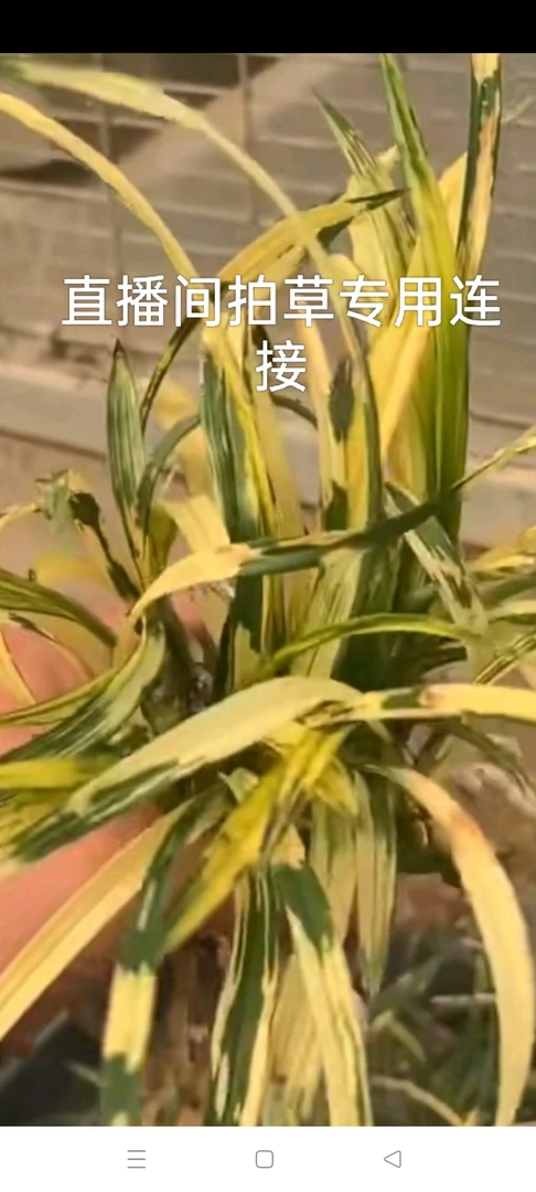 直播间拍草专用连接