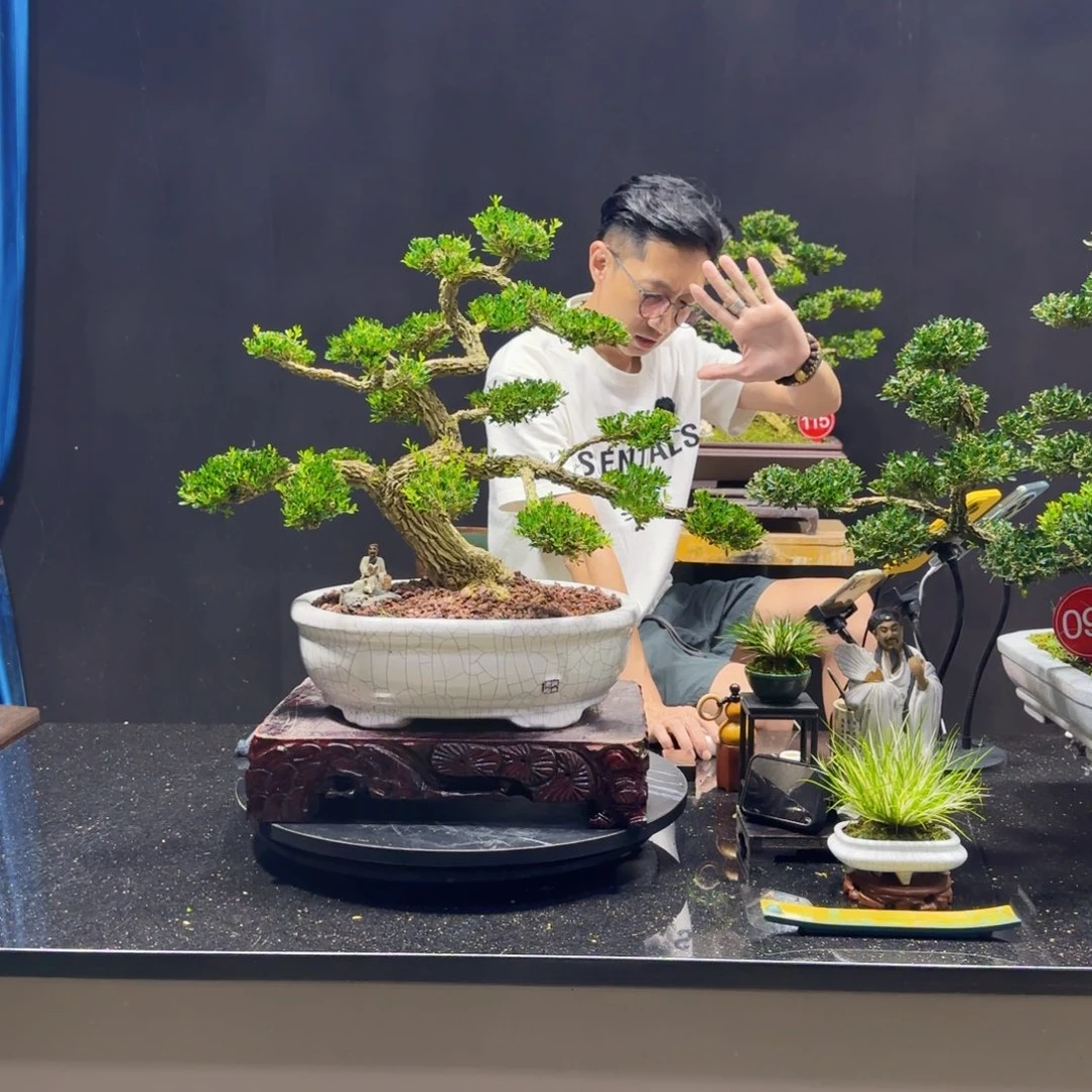 采***珍无花朵黄杨室内室外盆景艺术