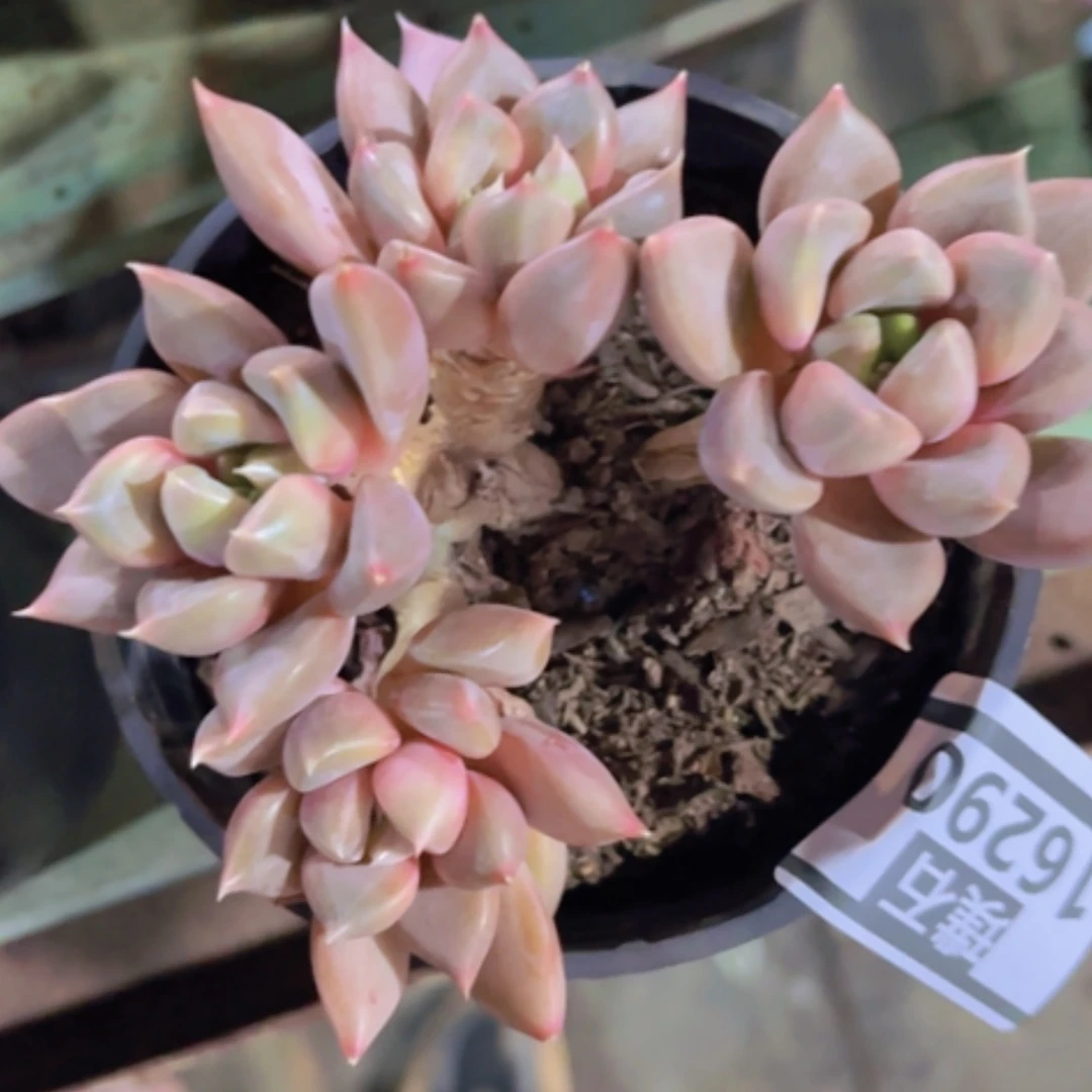 【闪购商品】红象牙多肉16290