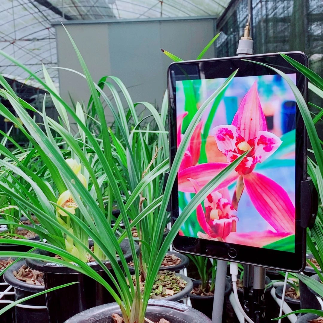 当前无花栽培后可以开花