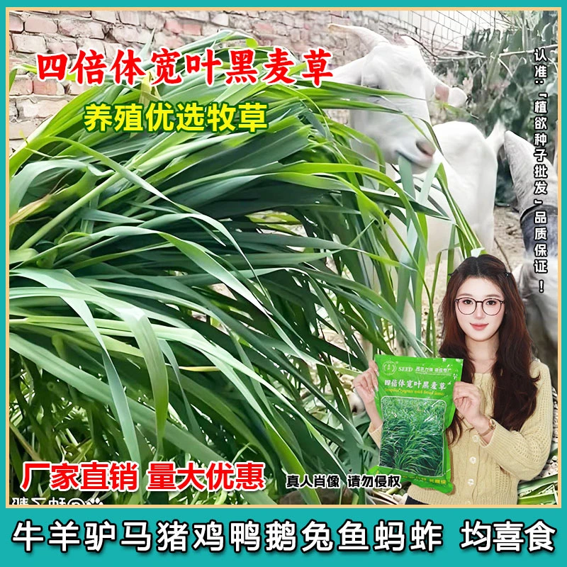 植欲四倍体宽叶黑麦草种子冬牧70黑麦草高产再生耐寒养殖牧草种籽