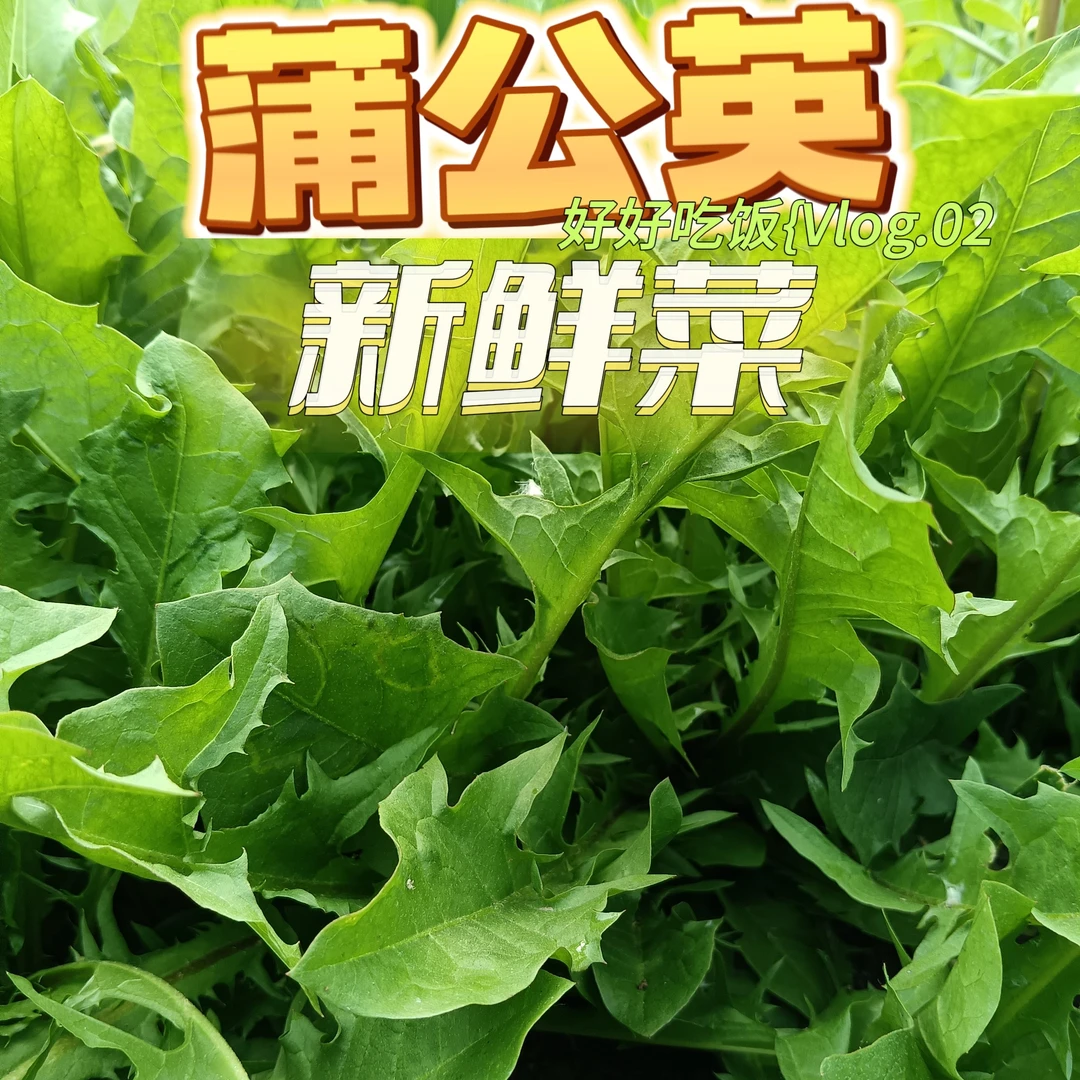 新鲜蒲公英 冰菜，马蜂菜马齿苋，蒲公英新鲜菜