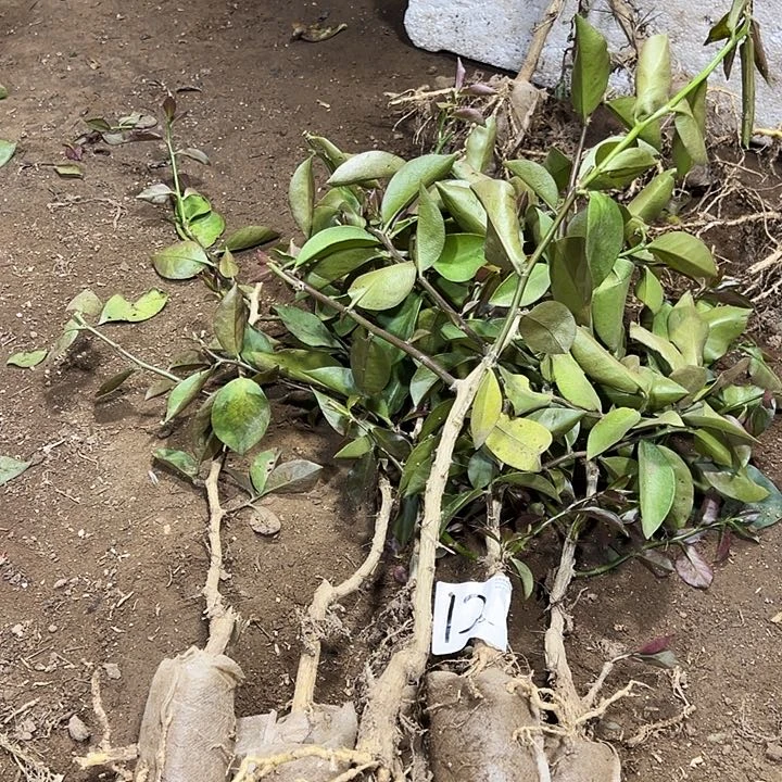 六颗矮的分枝叶仙（有一颗裸根）编号12