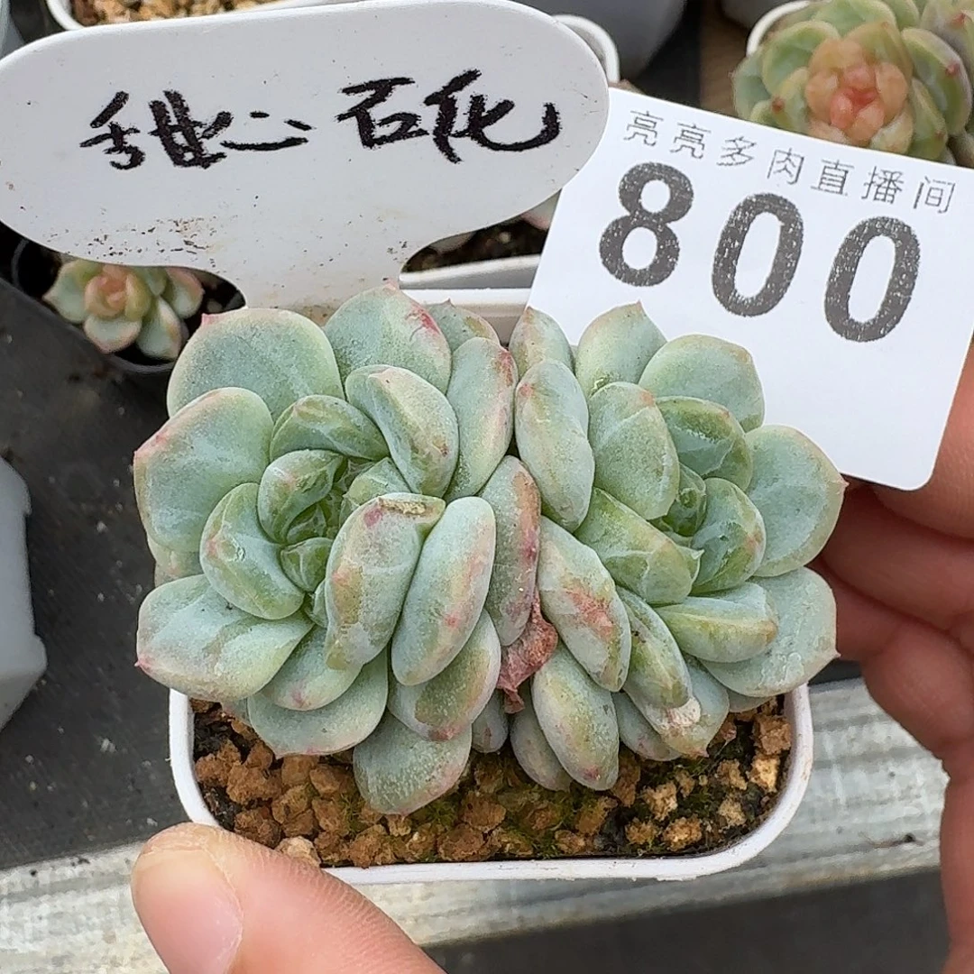 甜心石化            精美多肉植物